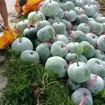 马蹄东瓜