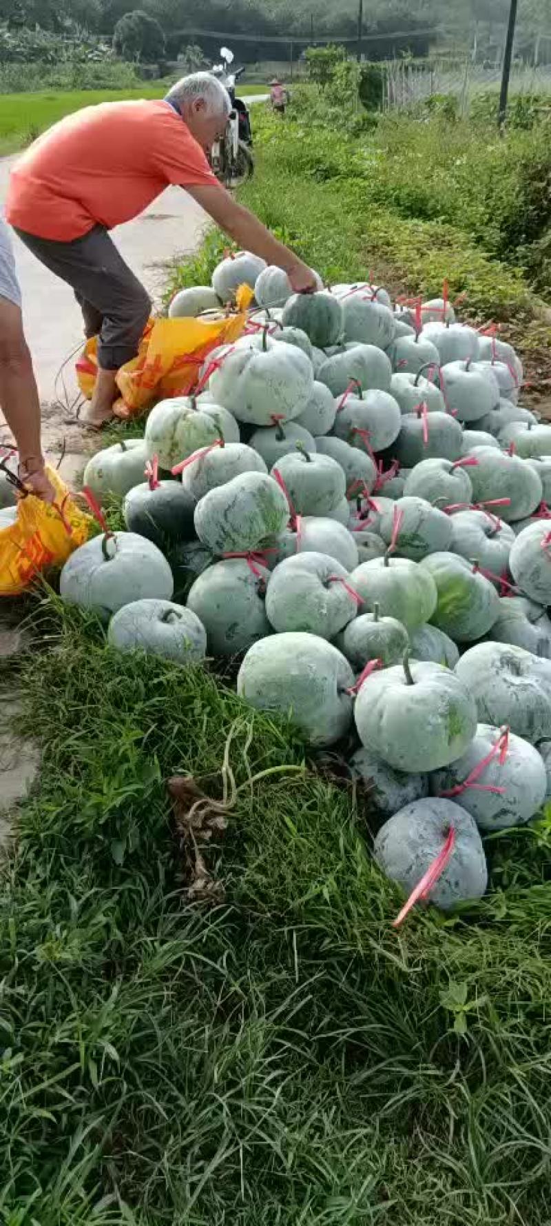 马蹄东瓜