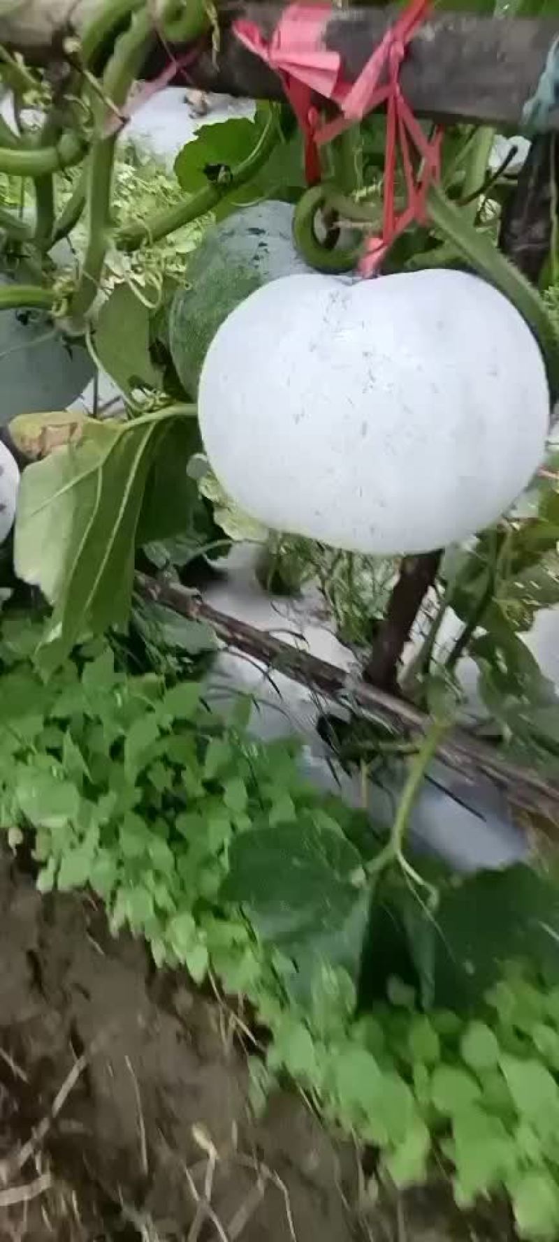 马蹄东瓜