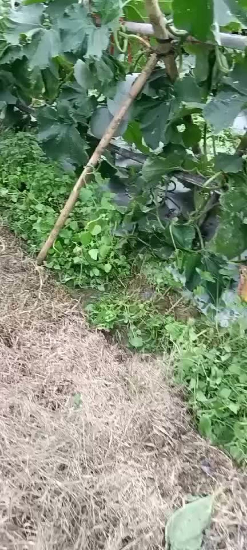 马蹄东瓜