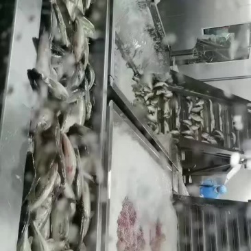 鲈鱼鱼柳加工配送