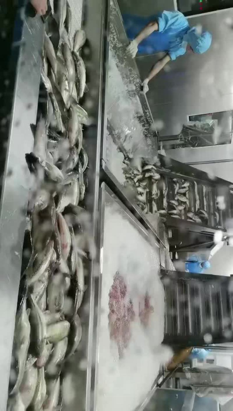 鲈鱼鱼柳加工配送