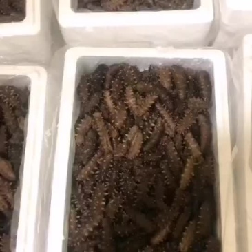 辽宁大连海参海参小头海货大连发货