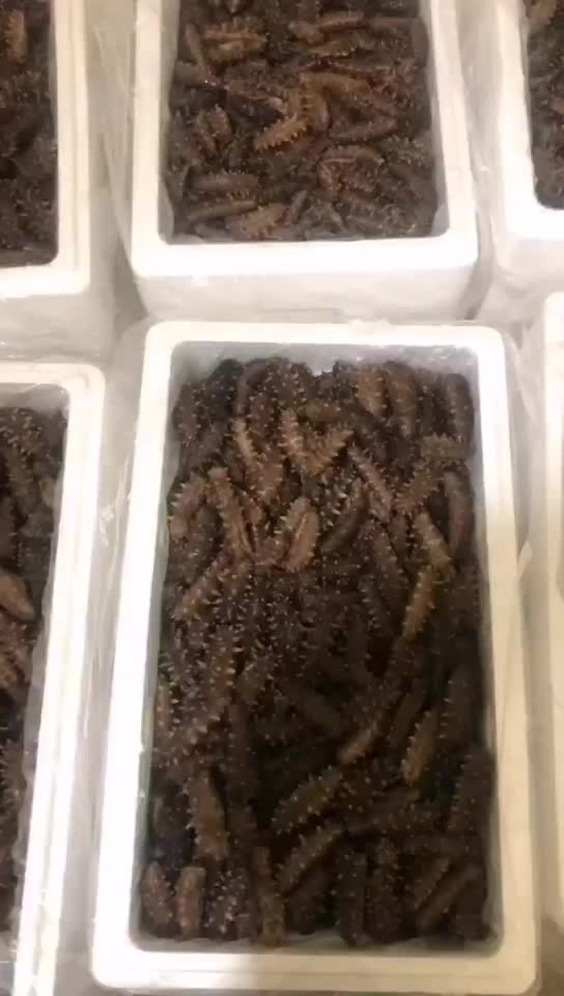辽宁大连海参海参小头海货大连发货