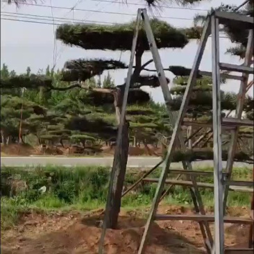 造型松