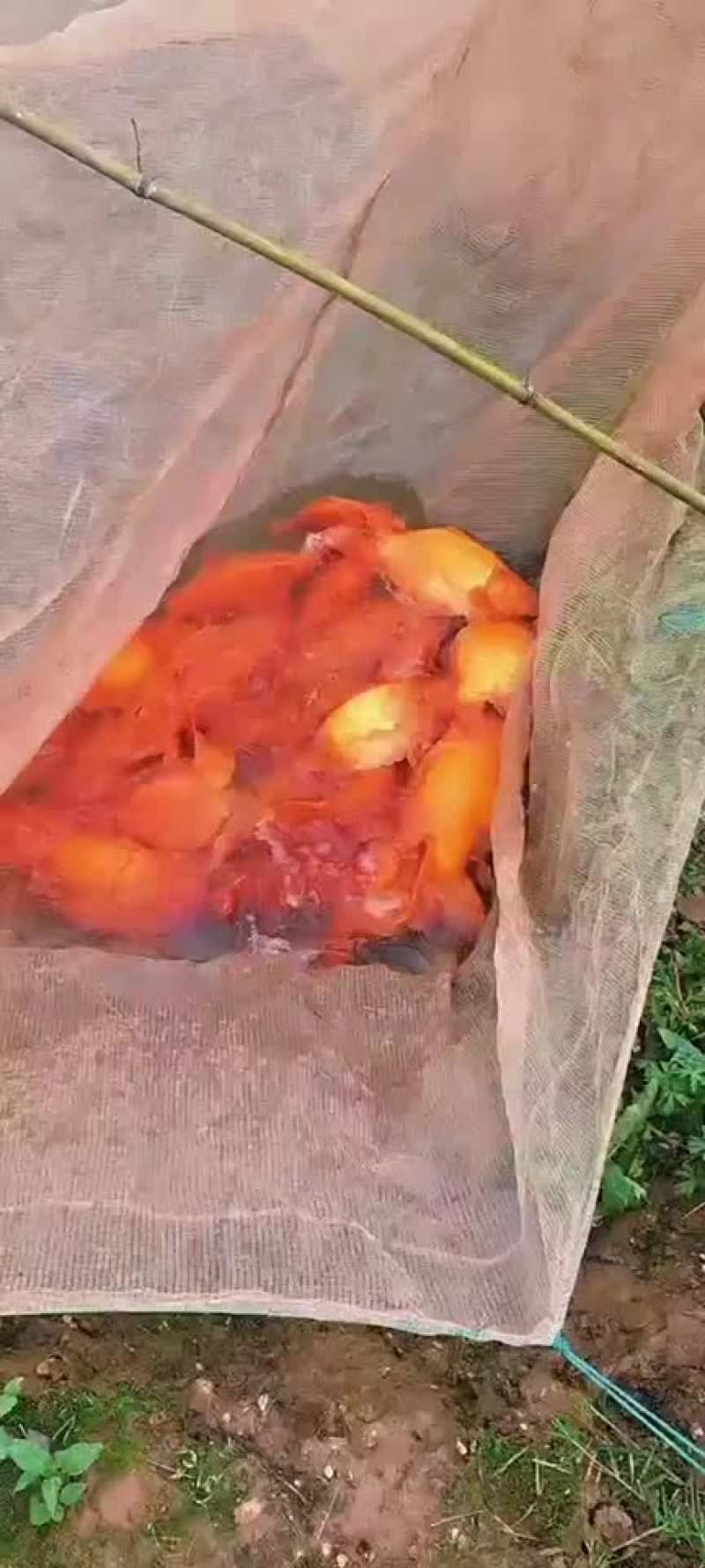 荷包红红鲤鱼鱼苗，纯种繁殖原生品种，2.3公分