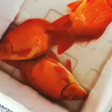 荷包红红鲤鱼鱼苗，纯种繁殖原生品种，2.3公分