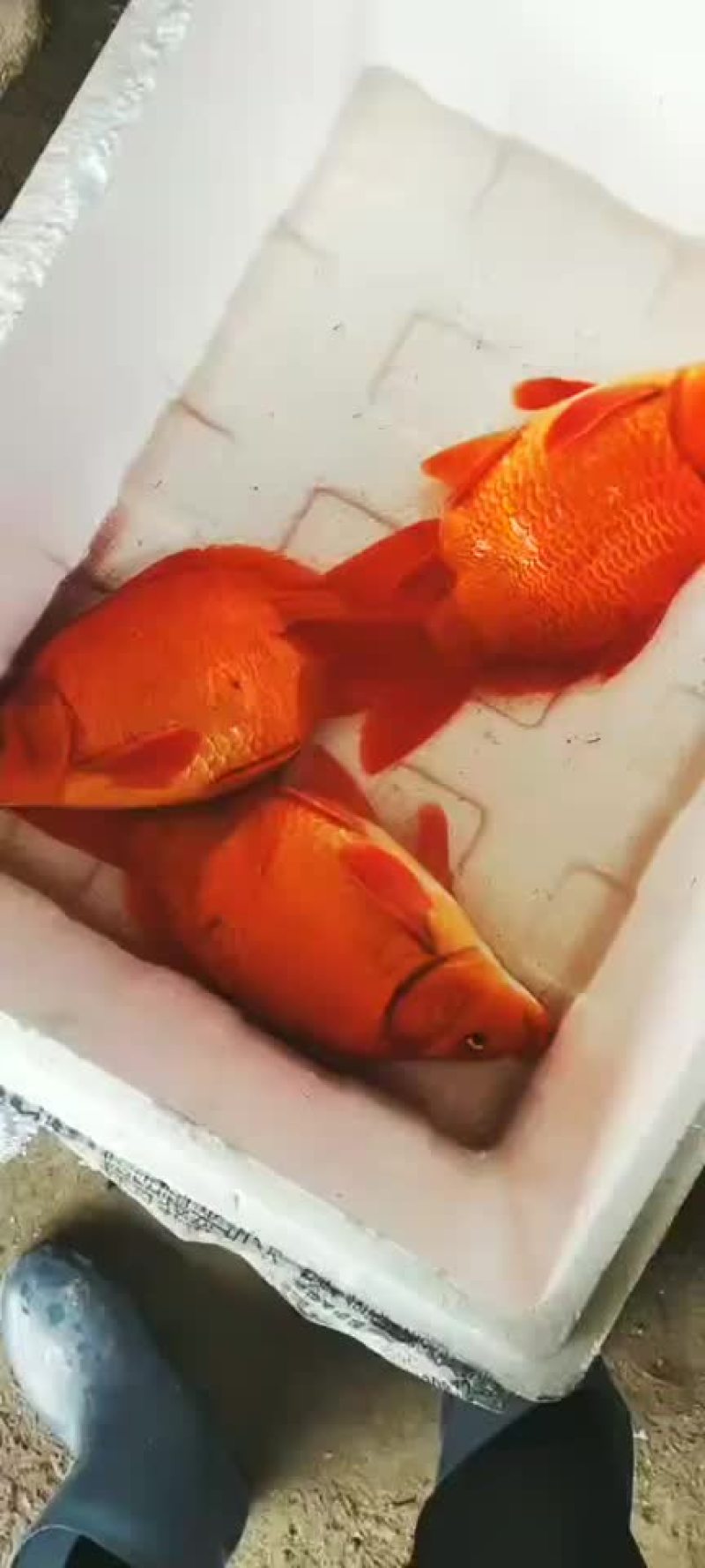 荷包红红鲤鱼鱼苗，纯种繁殖原生品种，2.3公分