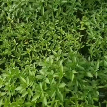 辣椒苗