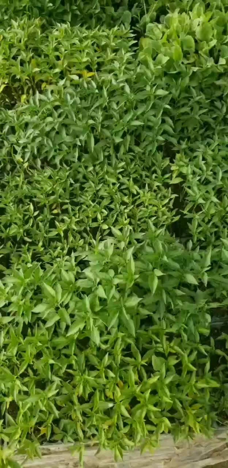 辣椒苗