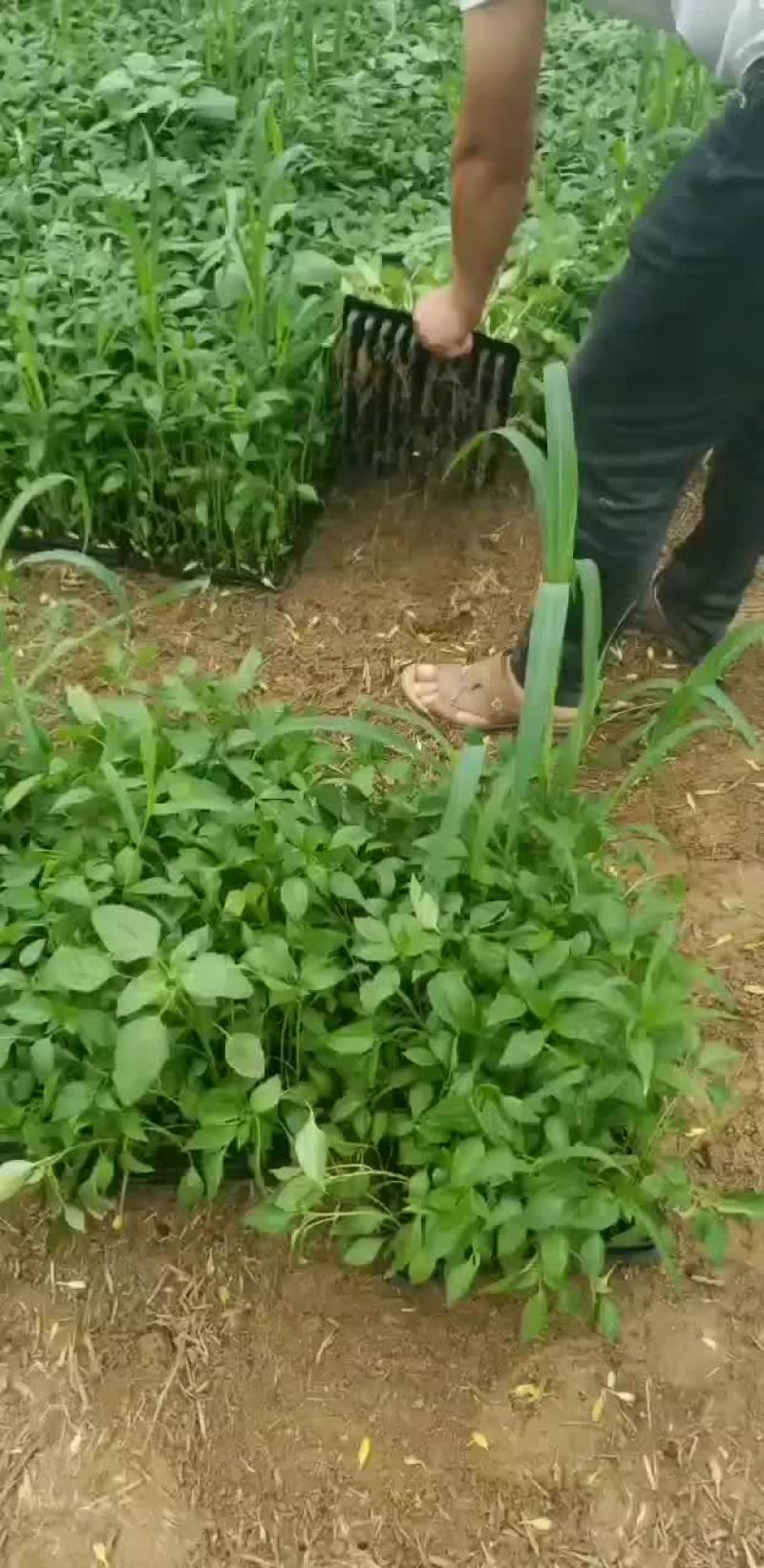 辣椒苗