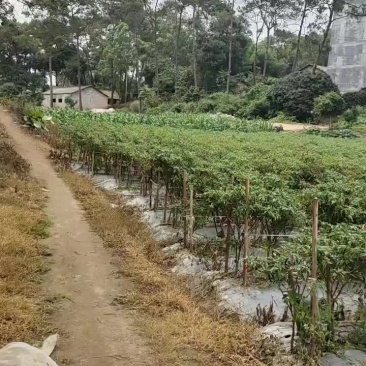 没工人摘