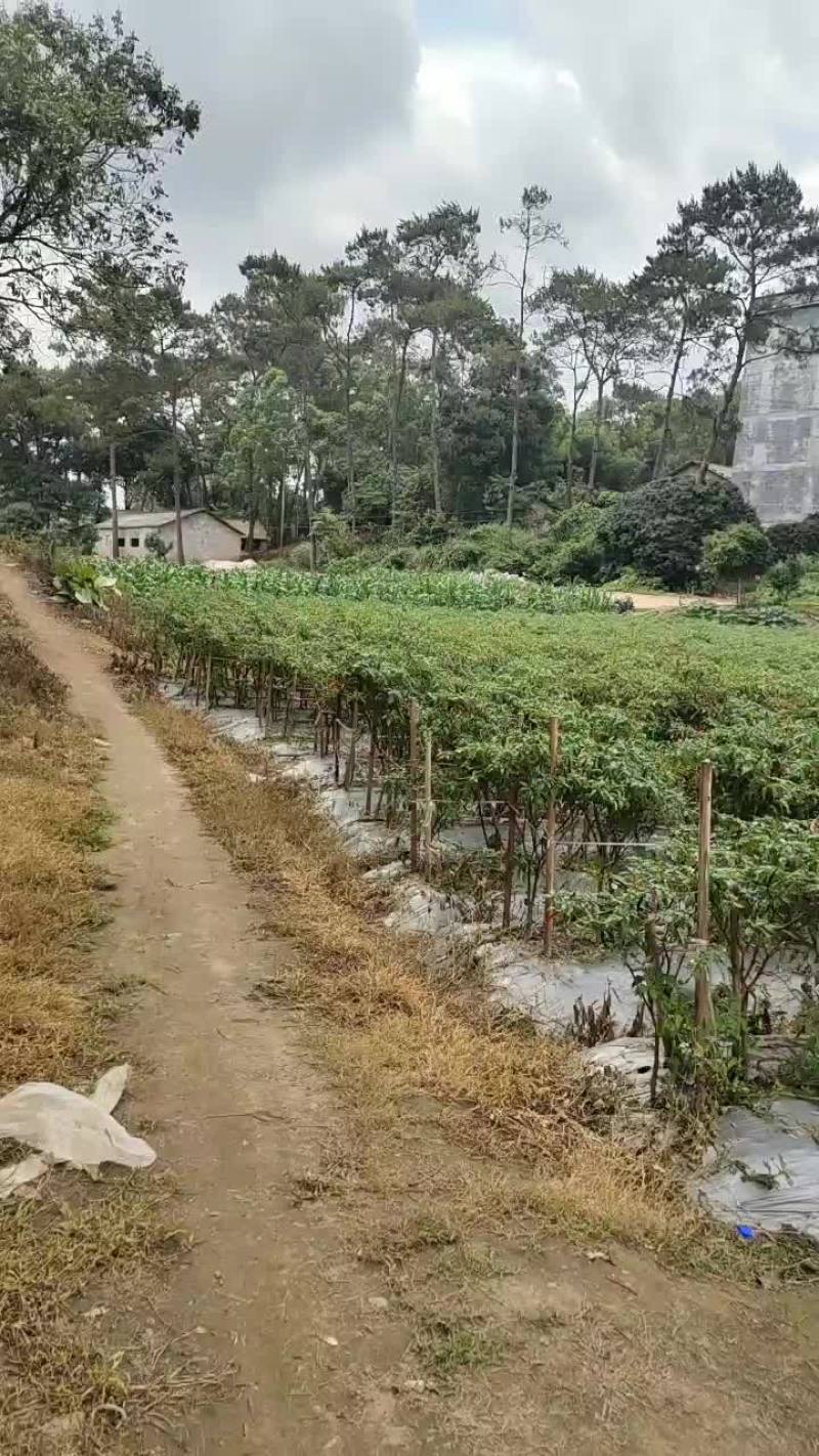 没工人摘