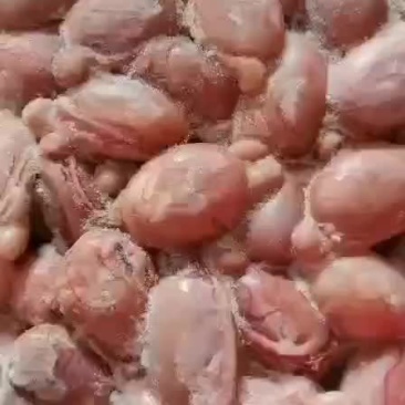 羊宝