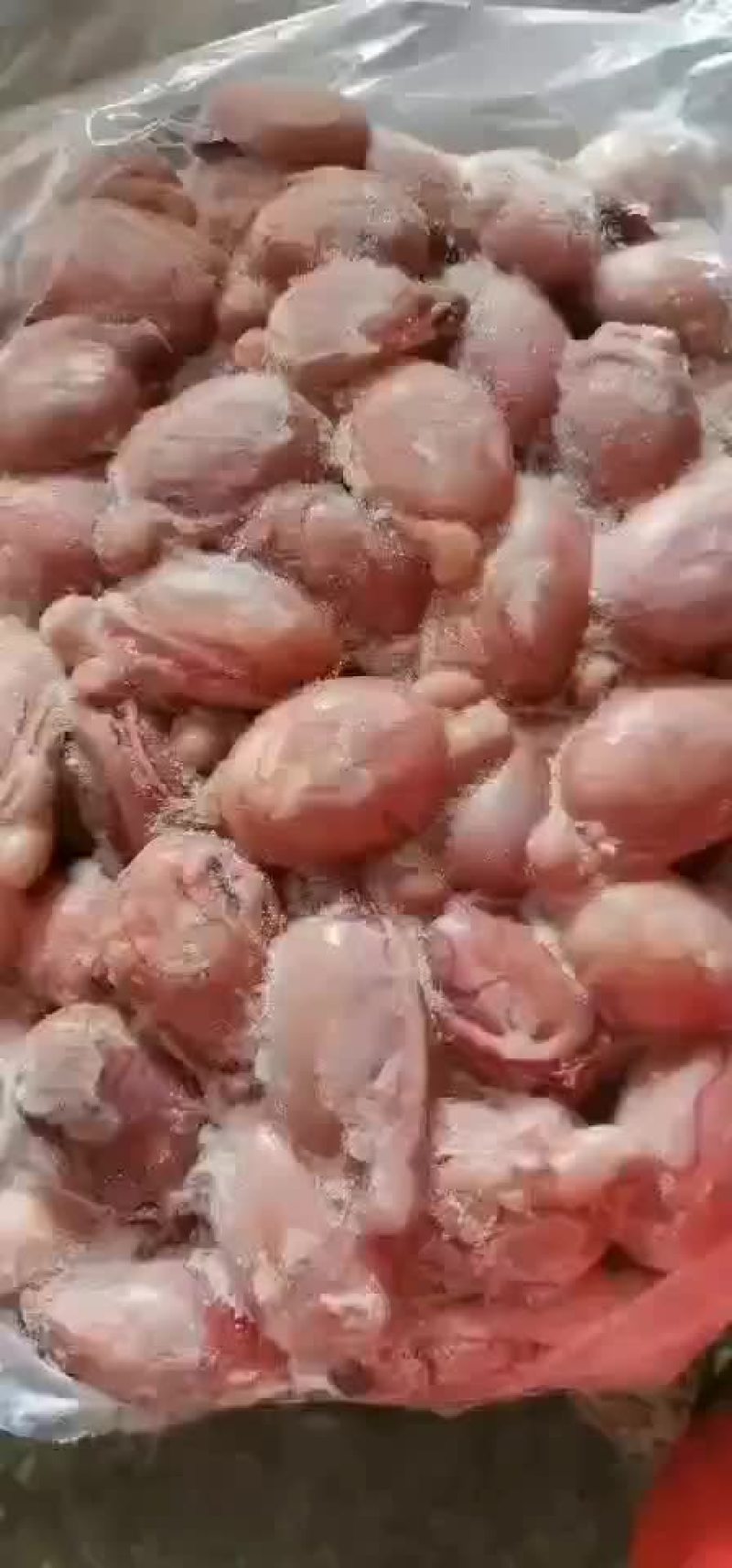 羊宝