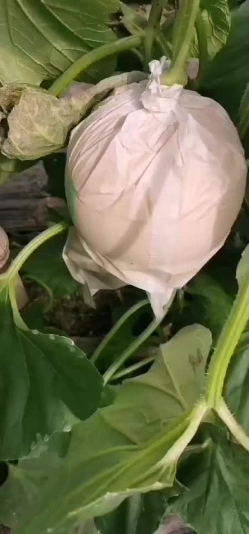 甜瓜