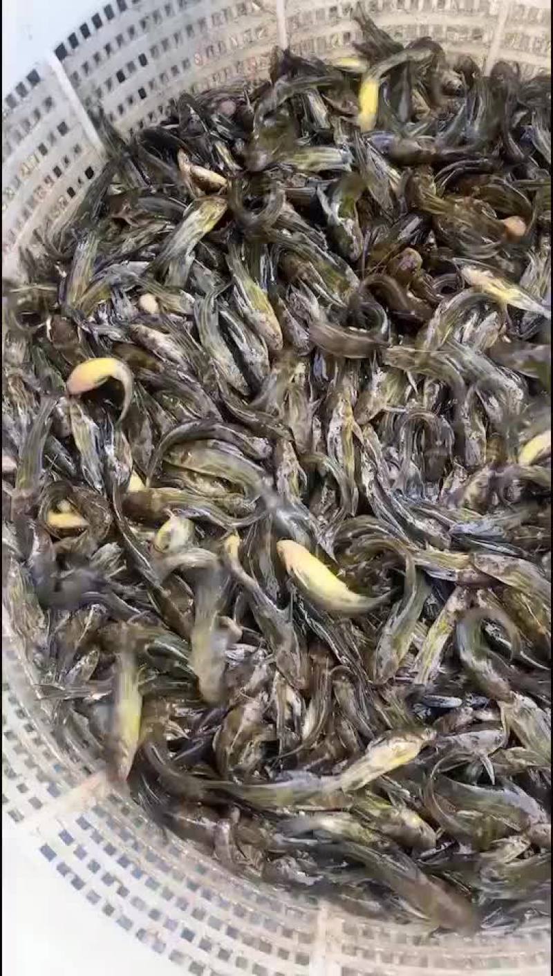 黄颡鱼苗大量捕捞售