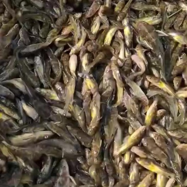 黄颡鱼苗大量捕捞售