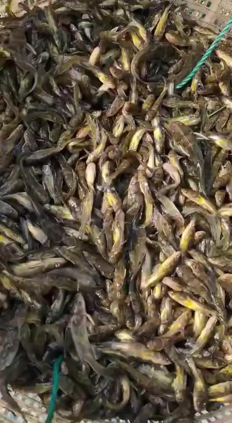 黄颡鱼苗大量捕捞售