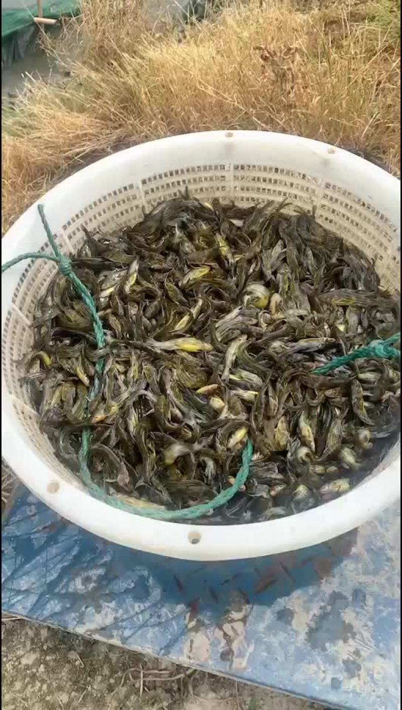 黄颡鱼苗大量捕捞售