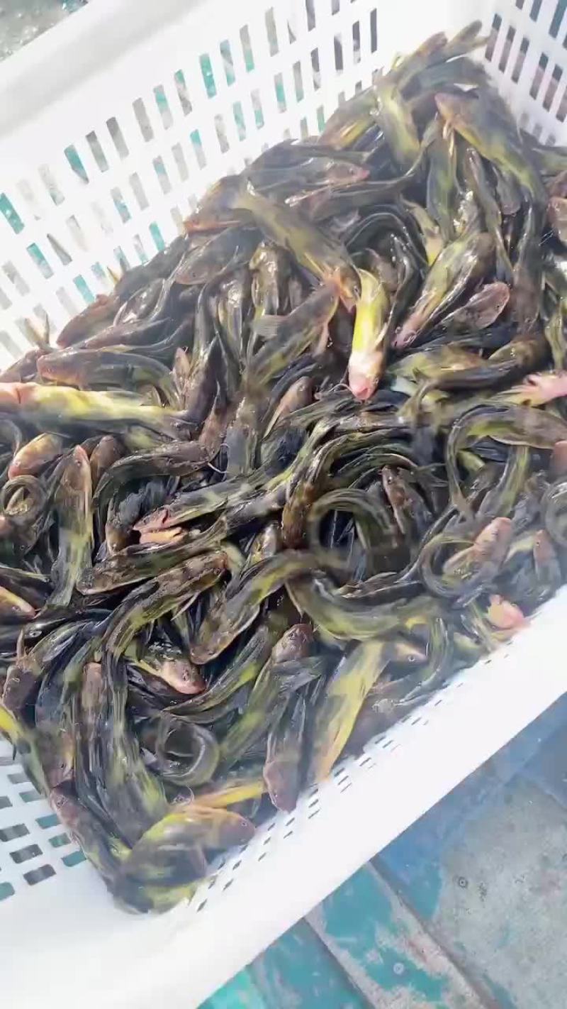 黄颡鱼苗大量捕捞售