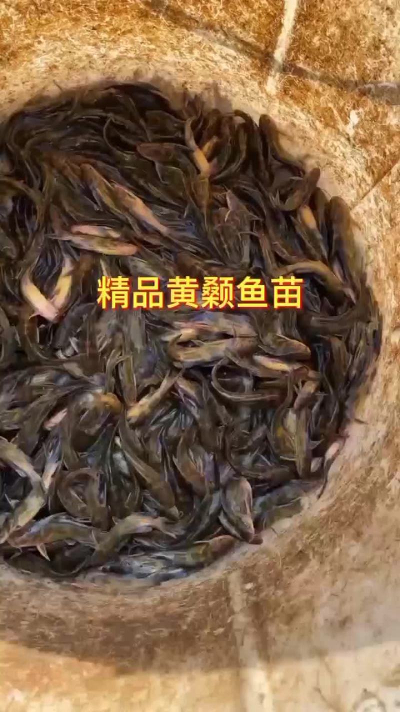 黄颡鱼苗大量捕捞售