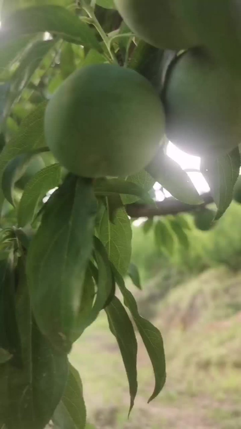 青脆李