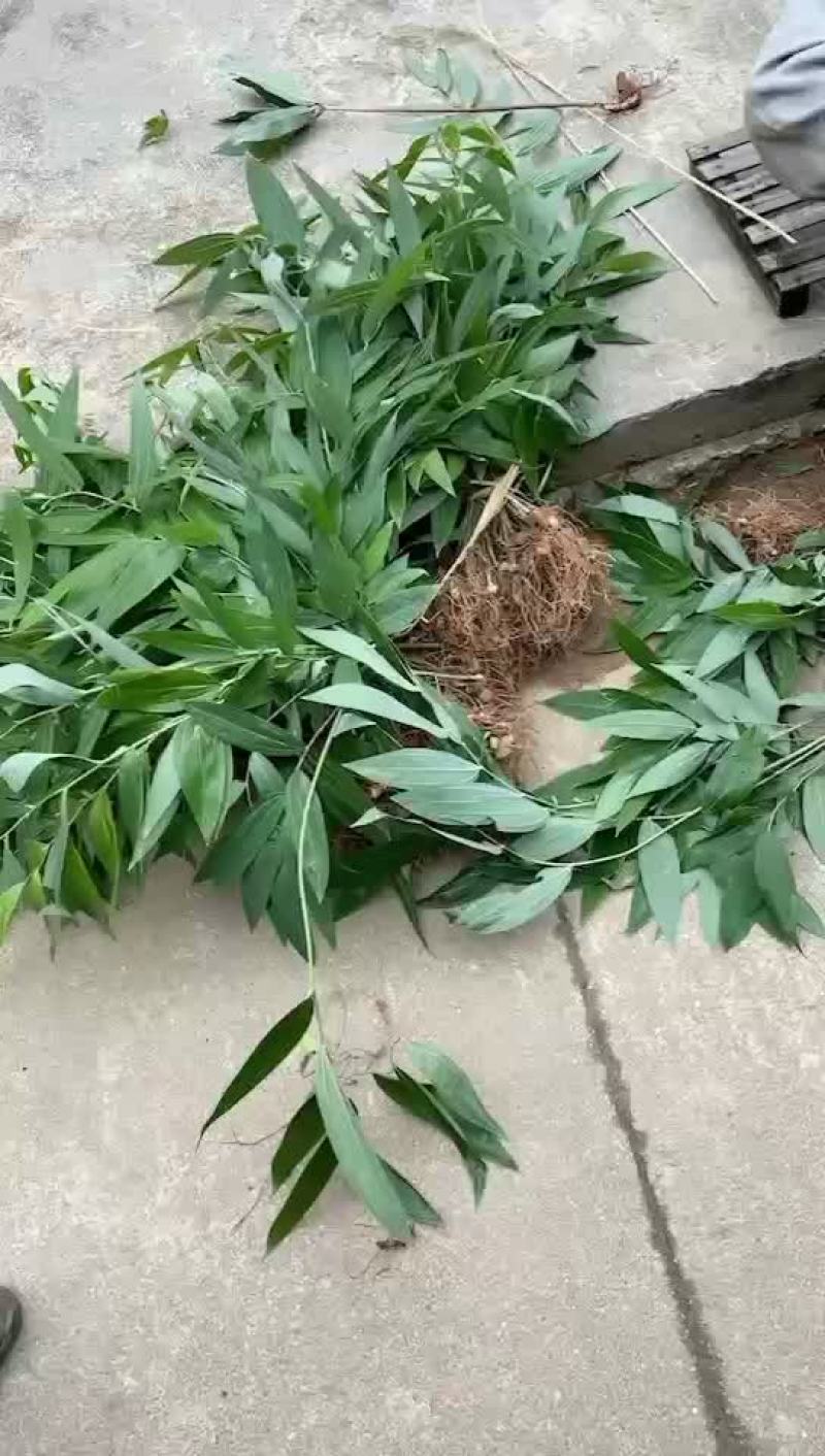 黄精苗