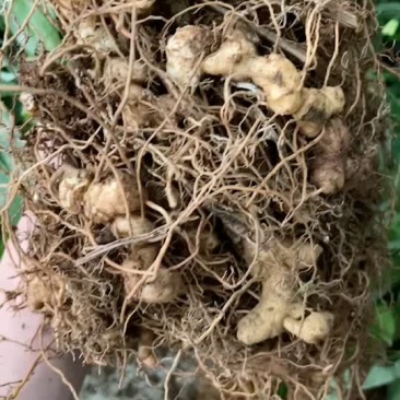 黄精苗