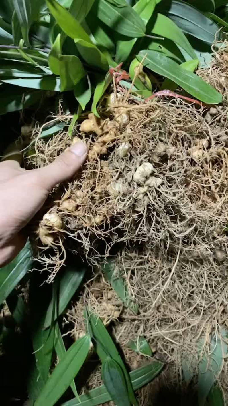黄精苗