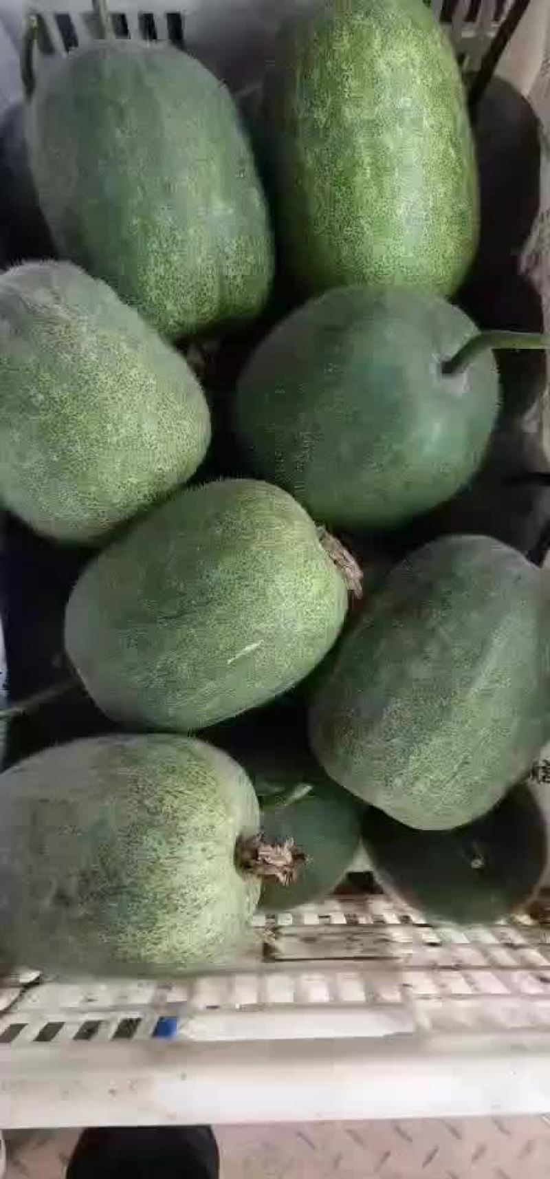 小米瓜