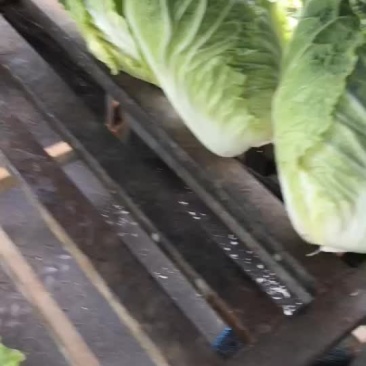 白菜
