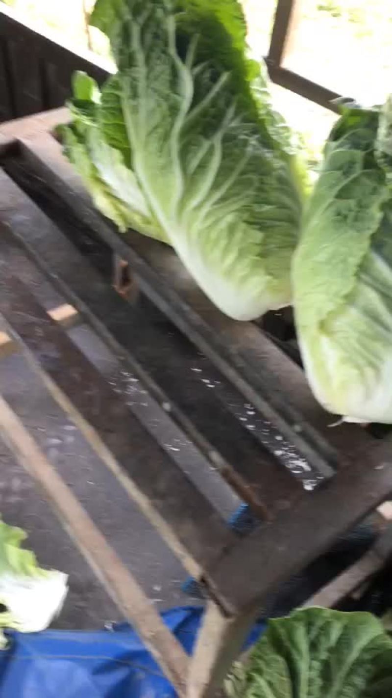 白菜
