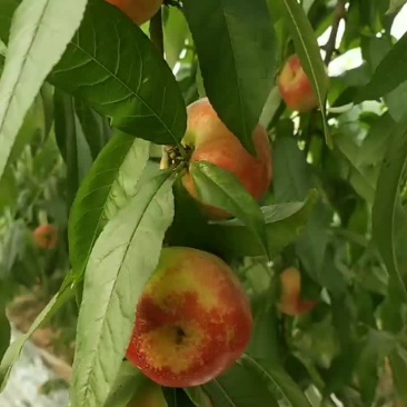 油蟠桃