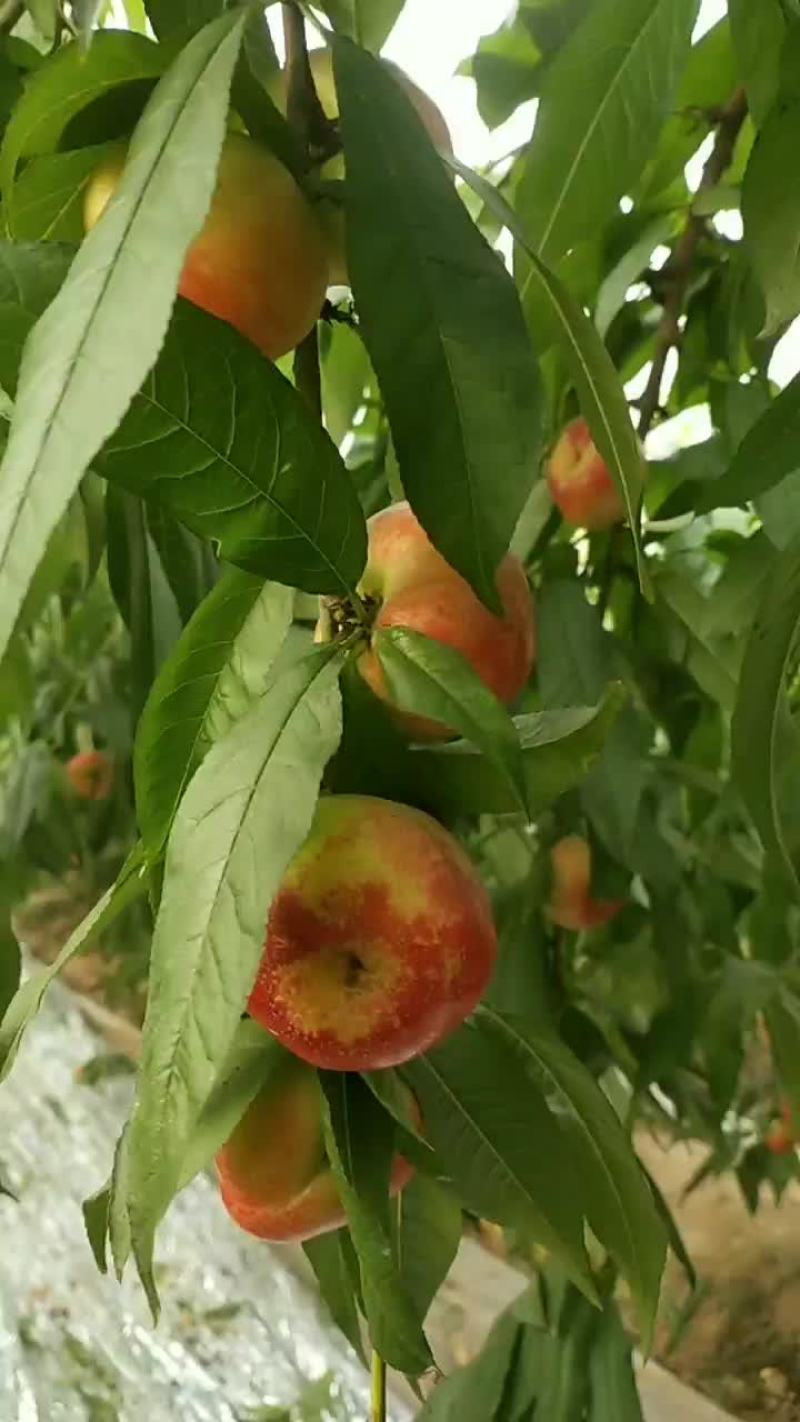 油蟠桃