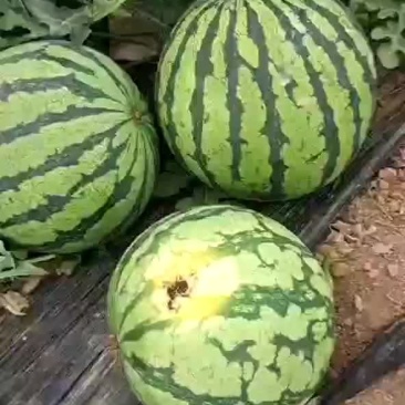 8424西瓜