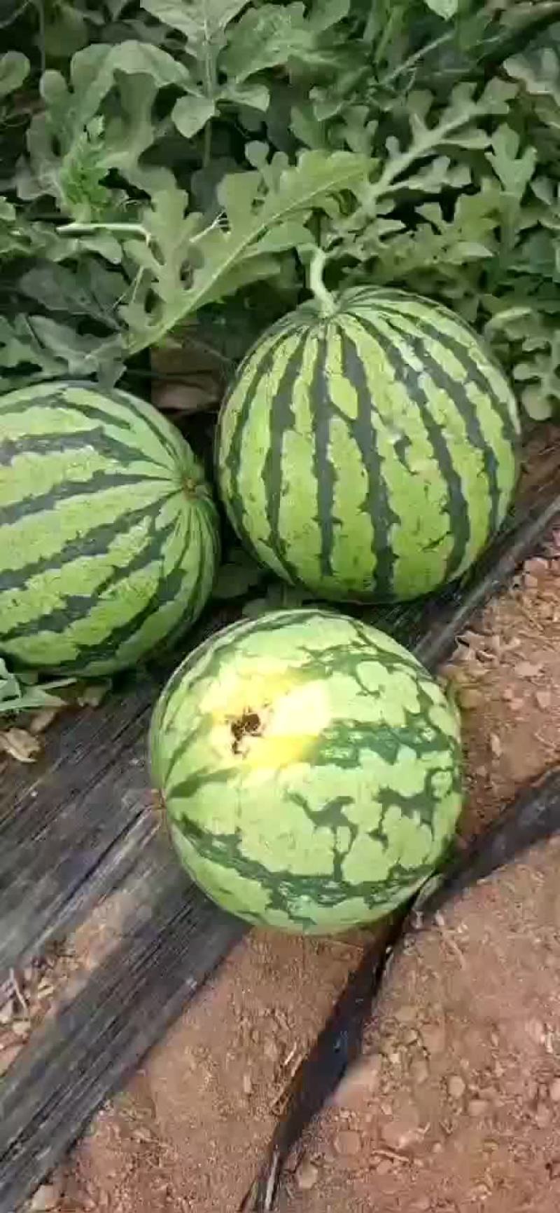 8424西瓜