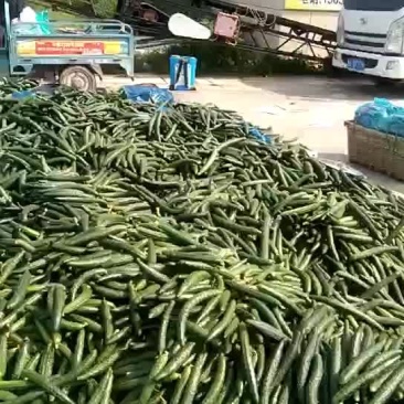 老秧黄瓜密刺黄瓜口感好品质好