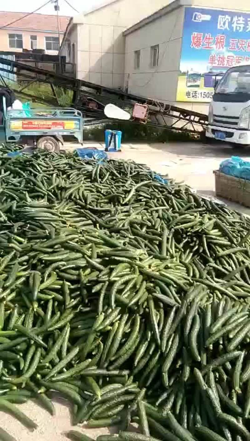 老秧黄瓜密刺黄瓜口感好品质好