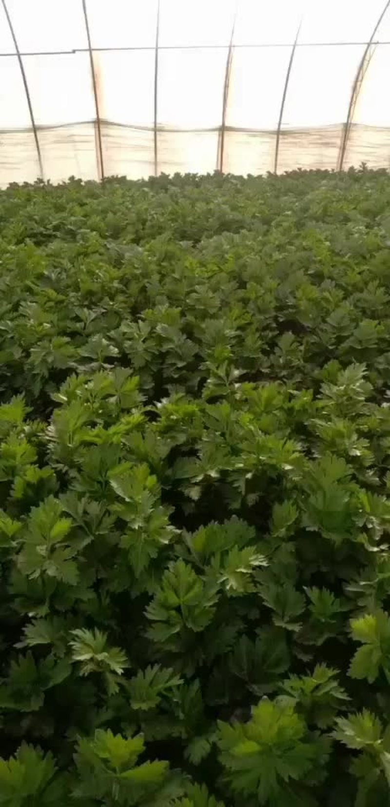 芹菜