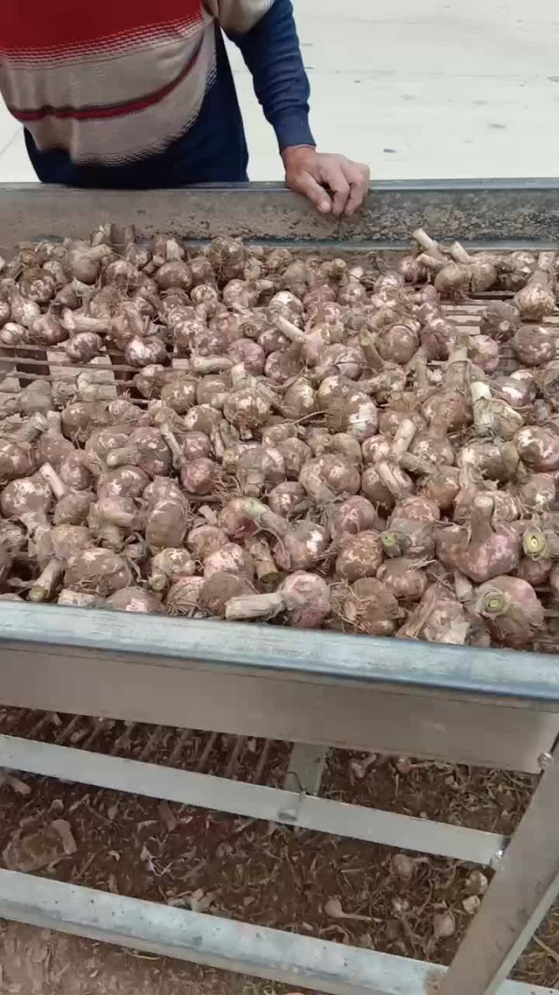 杞县鲜紫皮早熟大蒜