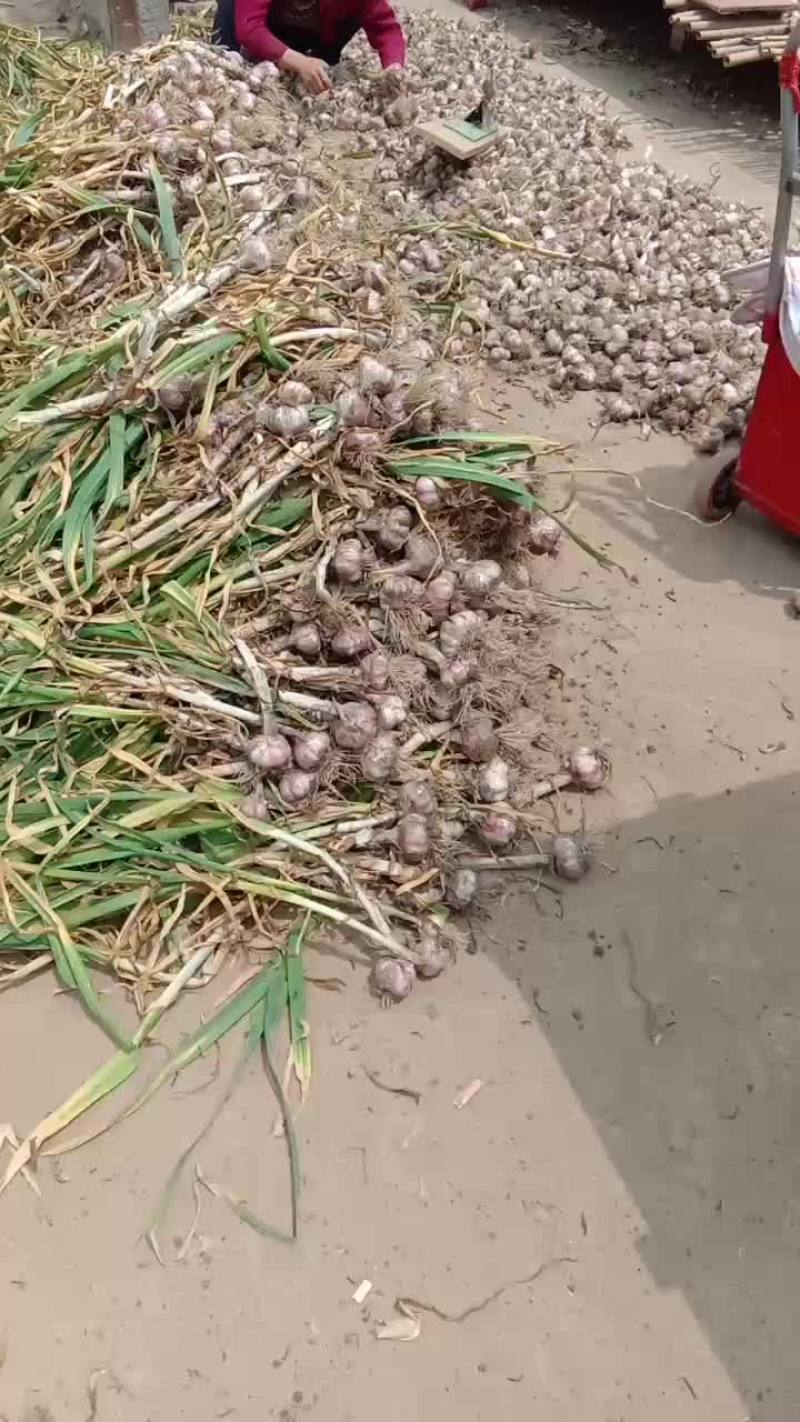 杞县鲜紫皮早熟大蒜