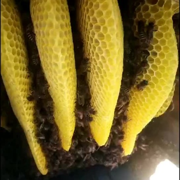 原始森林土蜂蜜