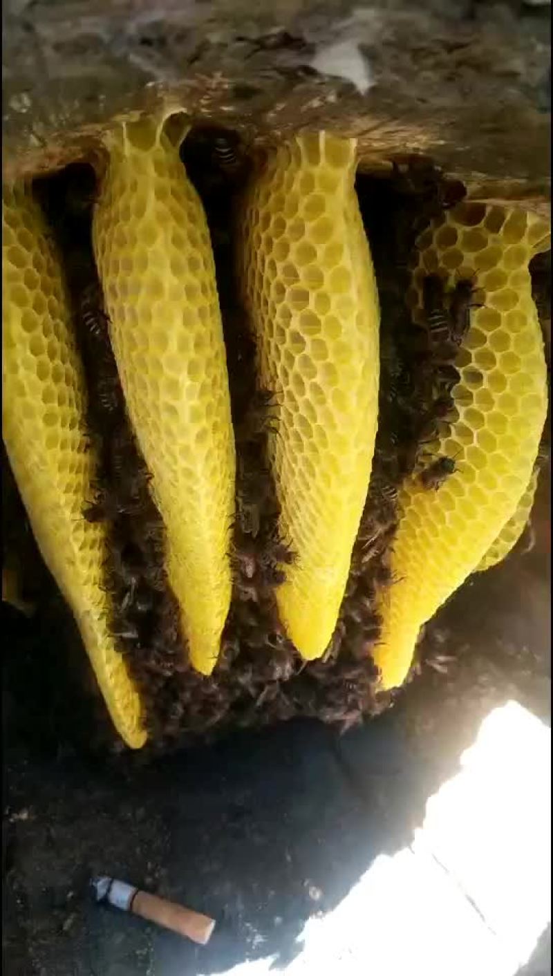 原始森林土蜂蜜