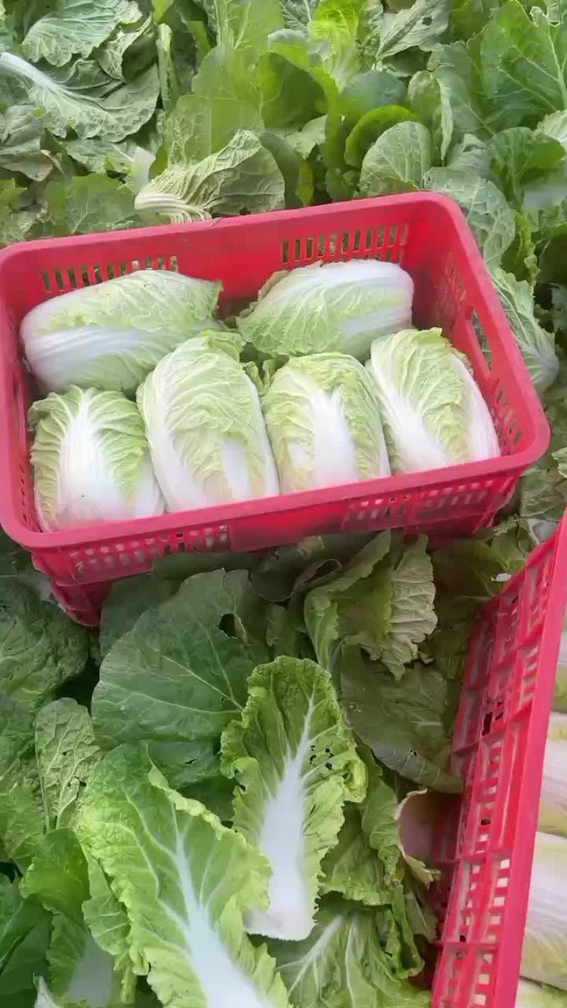 矮颗正中黄心大白菜