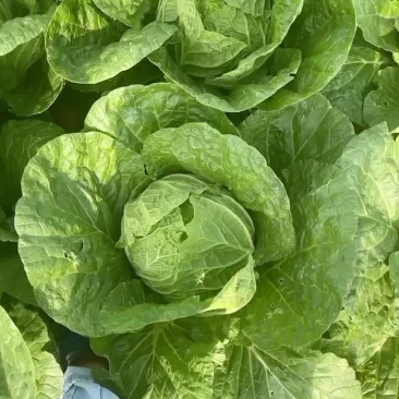 矮颗正中黄心大白菜