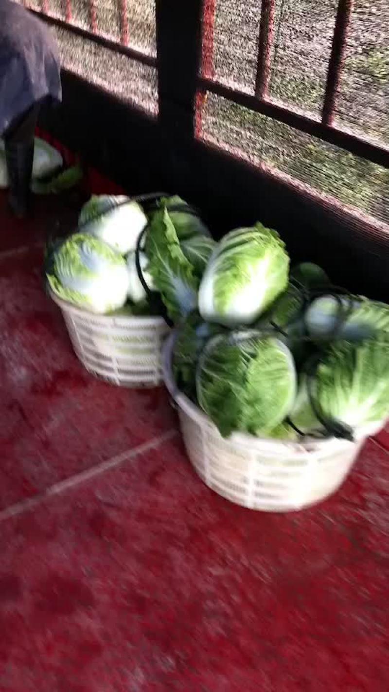 矮颗正中黄心大白菜