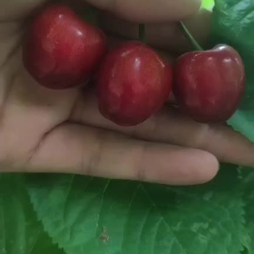 大量上市价格美丽