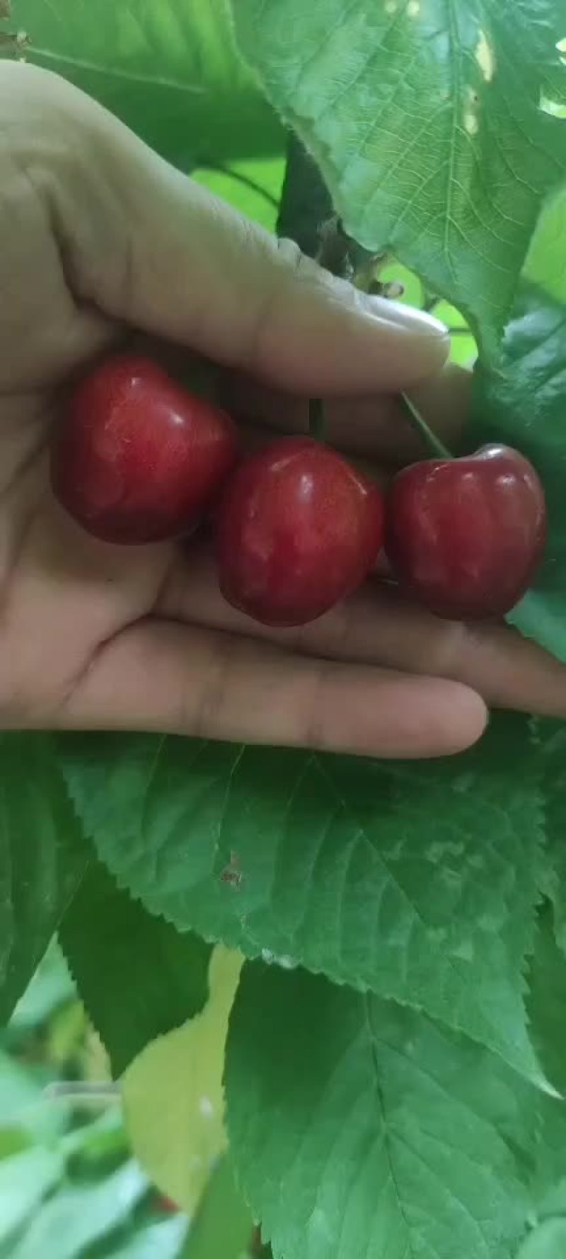 大量上市价格美丽