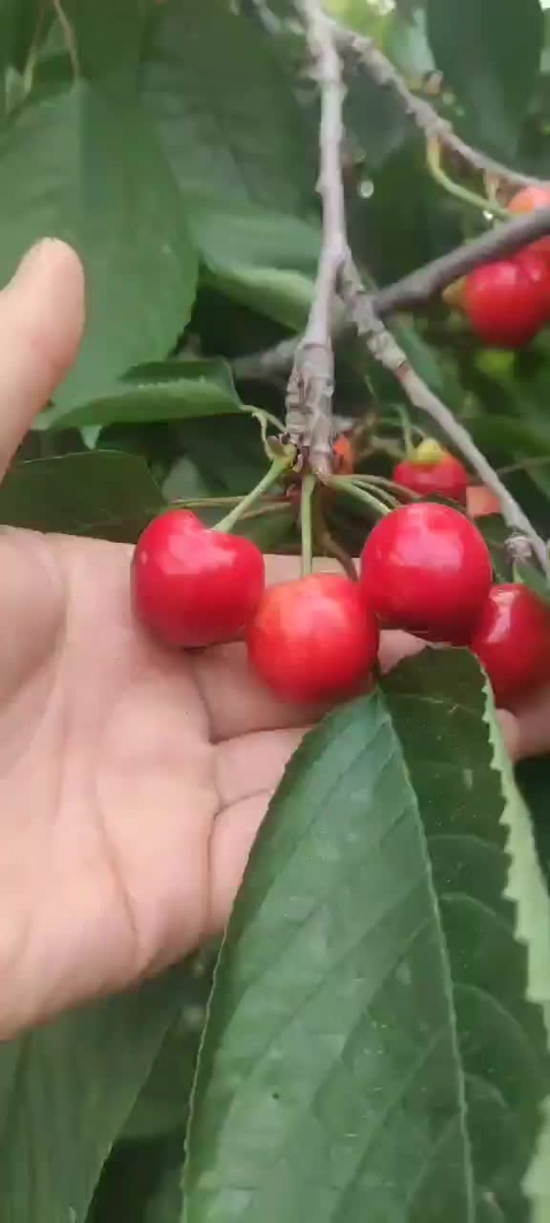 大量上市价格美丽